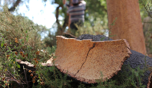 CORK HARVEST AJOTO