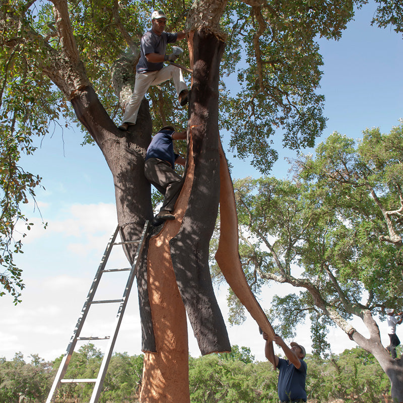 Three people harvesting cork on a sunny day in Portugal